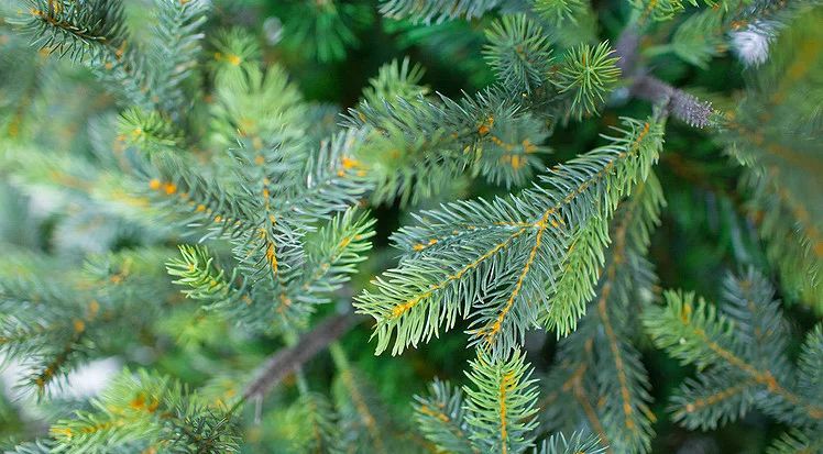 Ель интерьерная